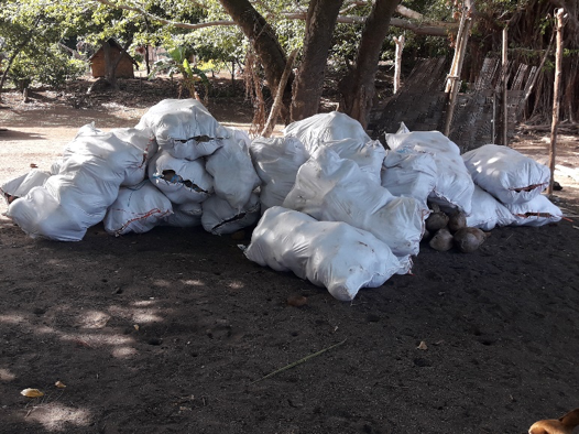 TORBA Farmers encouraged to Increase Production under National Coconut Replanting Programme